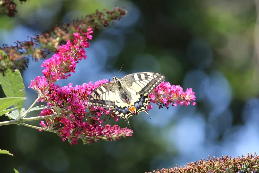 Zomer in de tuin: Koninginnepage
