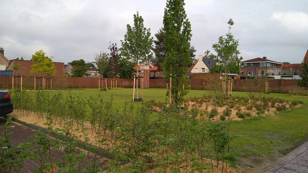 Nieuwe bomen Crispijnstraat Waalwijk